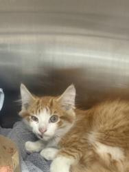 Shelter Stray Female Cat last seen Charleston, SC 29403, North Charleston, SC 29406