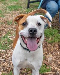 Shelter Stray Male Dog last seen Near Barbashela Dr, Stone Mountain, GA, 30088, GA, Atlanta, GA 30341