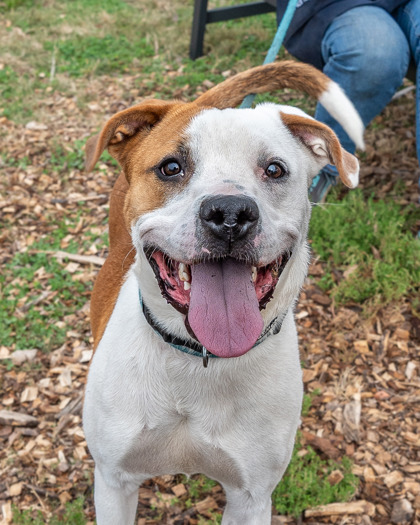 Shelter Stray Male Dog last seen Near Barbashela Dr, Stone Mountain, GA, 30088, GA, Atlanta, GA 30341