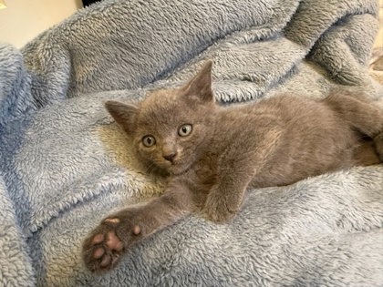 Shelter Stray Female Cat last seen Near Etowah Dr NE, Atlanta, GA 30319, 30319, GA, Atlanta, GA 30341