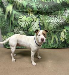 Shelter Stray Male Dog last seen Near Best Ln, 29624, Anderson City, SC, Anderson, SC 29622