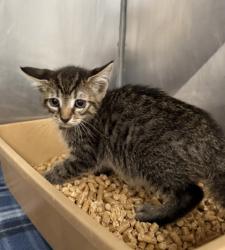 Shelter Stray Male Cat last seen Garden Street, New Bern City Limits, NC, 1639 Old Airport Rd, New Bern, NC 28562, USA