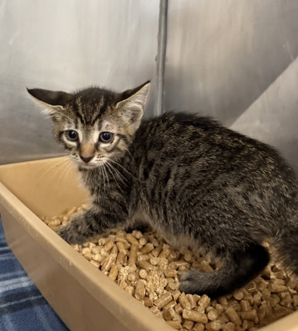 Shelter Stray Male Cat last seen Garden Street, New Bern City Limits, NC, 1639 Old Airport Rd, New Bern, NC 28562, USA