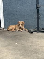 Shelter Stray Female Dog last seen , , TX, 355 Hillshire Dr, Haslet, TX 76052, USA