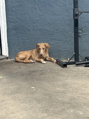 Shelter Stray Female Dog last seen , , TX, 355 Hillshire Dr, Haslet, TX 76052, USA