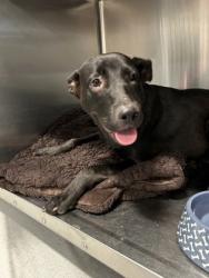 Shelter Stray Female Dog last seen , , TX, 355 Hillshire Dr, Haslet, TX 76052, USA