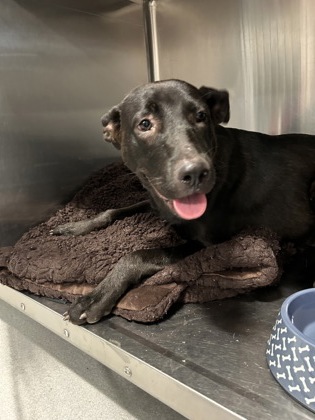 Shelter Stray Female Dog last seen , , TX, 355 Hillshire Dr, Haslet, TX 76052, USA