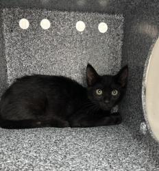 Shelter Stray Male Cat last seen Fort Worth, TX 76137, Fort Worth, TX 76119