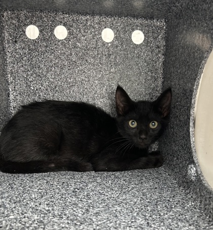 Shelter Stray Male Cat last seen Fort Worth, TX 76137, Fort Worth, TX 76119