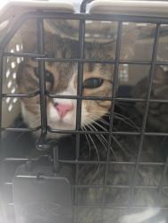 Shelter Stray Female Cat last seen , TX , Fort Worth, TX 76119