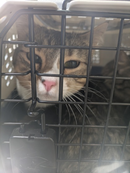 Shelter Stray Female Cat last seen , TX , Fort Worth, TX 76119