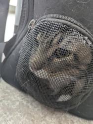 Shelter Stray Male Cat last seen , TX , Fort Worth, TX 76119