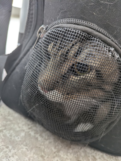 Shelter Stray Male Cat last seen , TX , Fort Worth, TX 76119