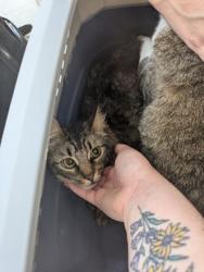 Shelter Stray Female Cat last seen , TX , Fort Worth, TX 76119