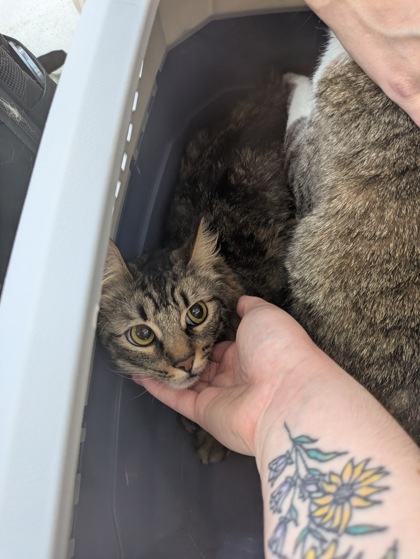 Shelter Stray Female Cat last seen , TX , Fort Worth, TX 76119