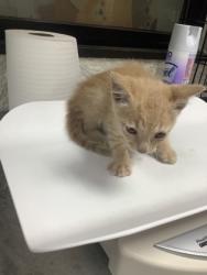 Shelter Stray Male Cat last seen Fort Worth, TX 76115, Fort Worth, TX 76119