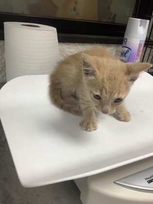 Shelter Stray Male Cat last seen Fort Worth, TX 76115, Fort Worth, TX 76119
