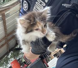 Shelter Stray Female Cat last seen , TX , Fort Worth, TX 76119