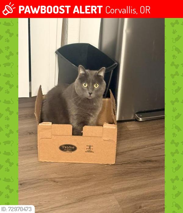 Lost Female Cat last seen Near sw Pickford, Corvallis, OR 97333