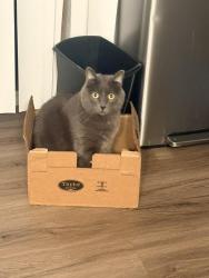 Lost Female Cat last seen Near sw Pickford, Corvallis, OR 97333