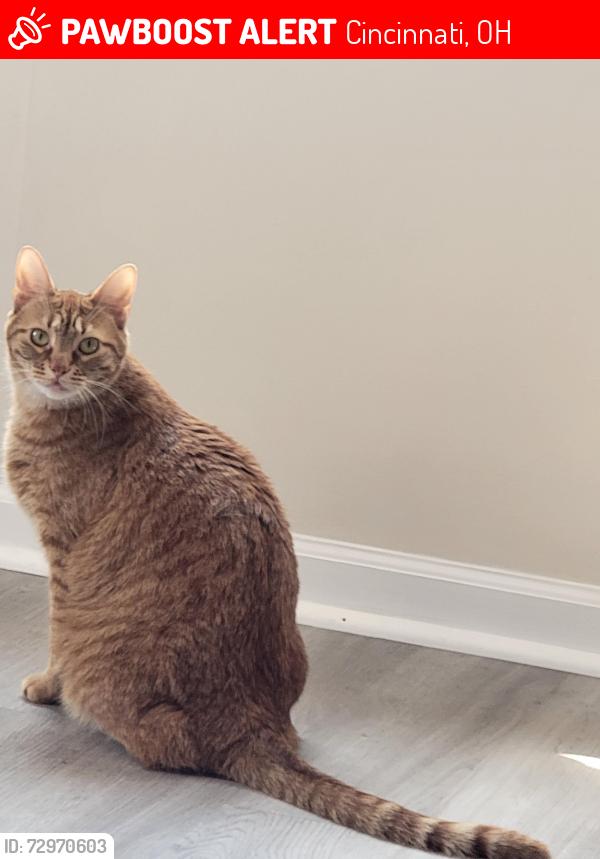 Lost Male Cat last seen Elkwood , Cincinnati, OH 45240