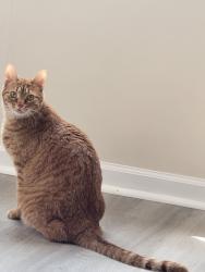 Lost Male Cat last seen Elkwood , Cincinnati, OH 45240