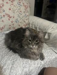 Lost Female Cat last seen Around the lac, near mailbox , Matawinie, QC J0K