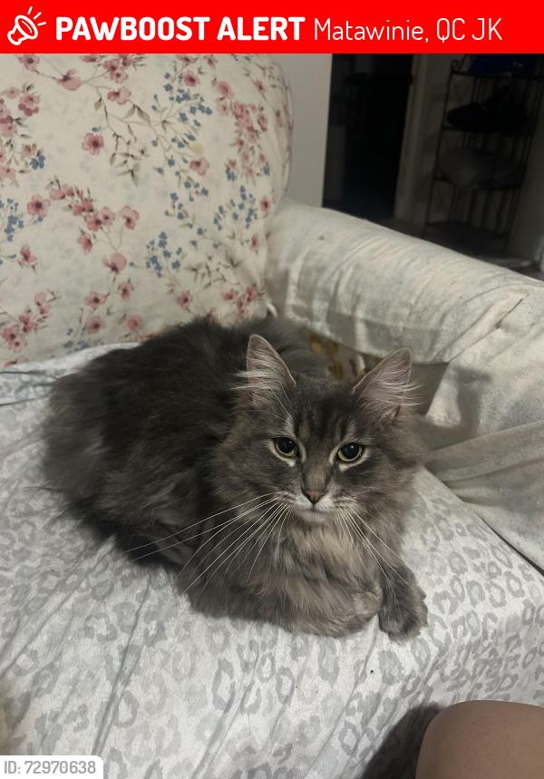 Lost Female Cat last seen Around the lac, near mailbox , Matawinie, QC J0K