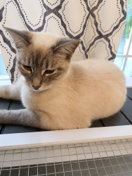 Lost Female Cat last seen SmartPawn @ Chesnee Hwy, Spartanburg, SC 29303