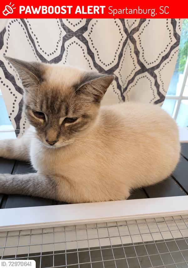 Lost Female Cat last seen SmartPawn @ Chesnee Hwy, Spartanburg, SC 29303