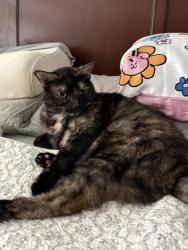 Reunited Female Cat last seen Domestic shorthair, black calico What’s this?, Frisco, TX 75036