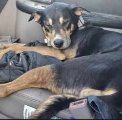 Reunited Female Dog last seen Near Freeway/ Soledad exit, Acton, CA 93510