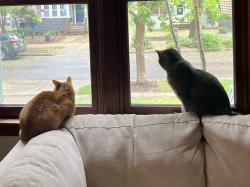 Reunited Female Cat last seen Fair Oaks, Oakridge, and Atwood Avenue, Madison, WI 53704