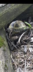 Found/Stray Unknown Reptile last seen Moeller and Werling , New Haven, IN 46774