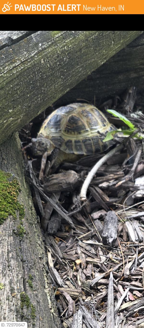 Found/Stray Unknown Reptile last seen Moeller and Werling , New Haven, IN 46774