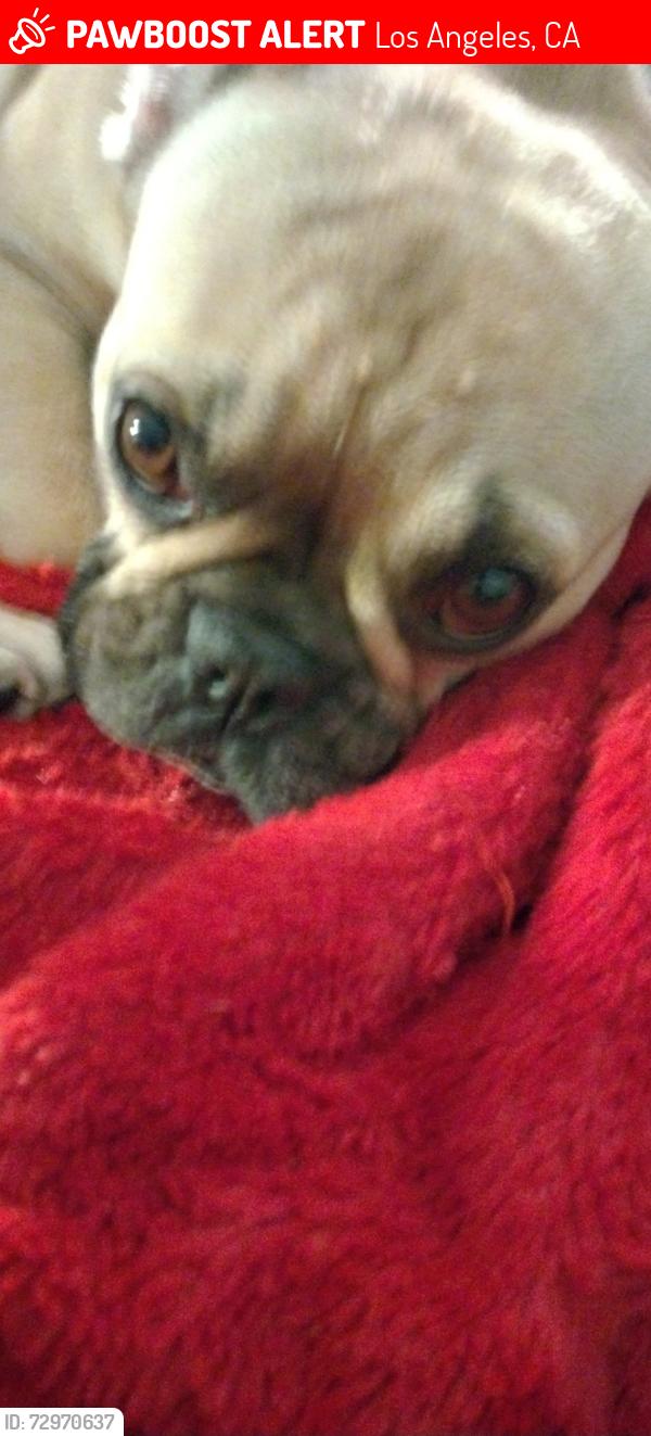 Lost Female Dog last seen 6th and Columbia , Los Angeles, CA 90012