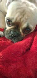Lost Female Dog last seen 6th and Columbia , Los Angeles, CA 90012
