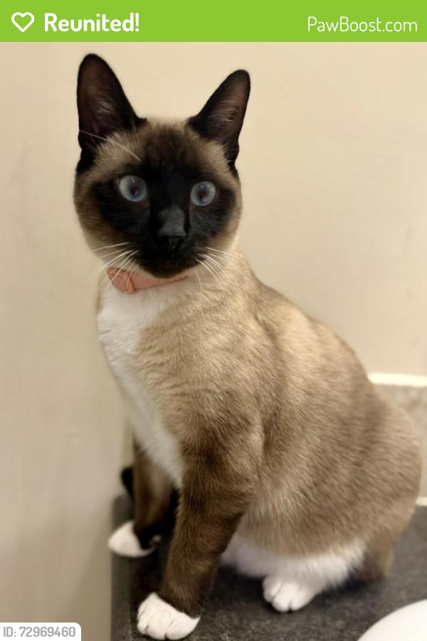 Reunited Female Cat last seen Whisperwood Neighborhood, North Rugby , Hendersonville, NC 28791