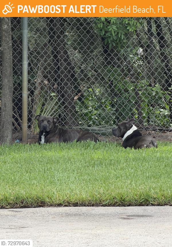 Found/Stray Unknown Dog last seen Waste management mountain, Deerfield Beach, FL 33442