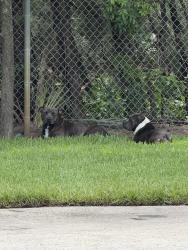 Found/Stray Unknown Dog last seen Waste management mountain, Deerfield Beach, FL 33442