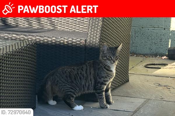 Lost Female Cat last seen Elson area , Hampshire, England PO12
