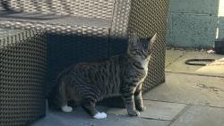 Lost Female Cat last seen Elson area , Hampshire, England PO12