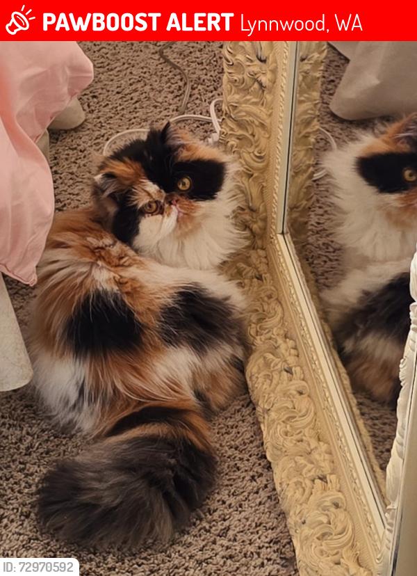 Lost Female Cat last seen 168th/Meadowdale, Lynnwood, WA 98037