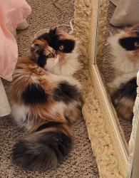 Lost Female Cat last seen 168th/Meadowdale, Lynnwood, WA 98037