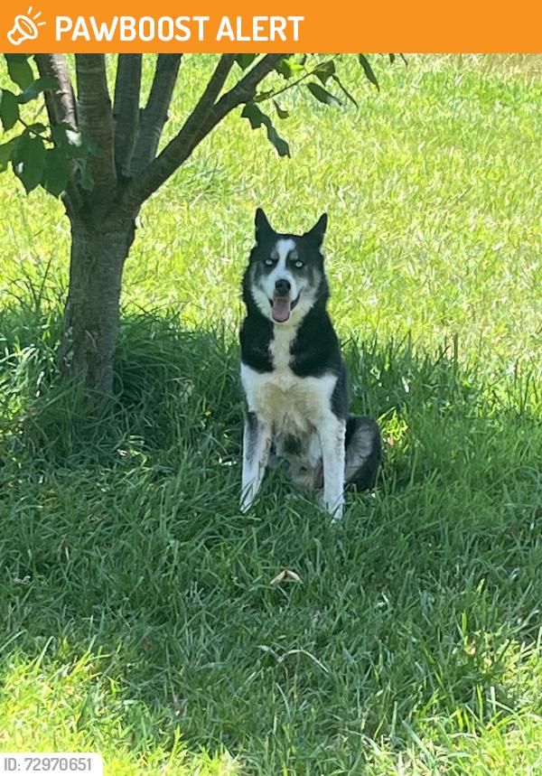 Found/Stray Male Dog last seen Dock Connolly Ln Hiddenite , Alexander County, NC 28636