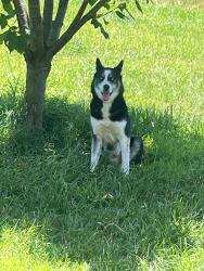 Found/Stray Male Dog last seen Dock Connolly Ln Hiddenite , Alexander County, NC 28636