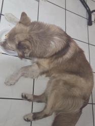 Reunited Male Dog last seen Near avenida, Miami, FL 33126