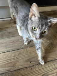 Found/Stray Unknown Cat last seen Reidville Rd Food Lion, Spartanburg, SC 29301