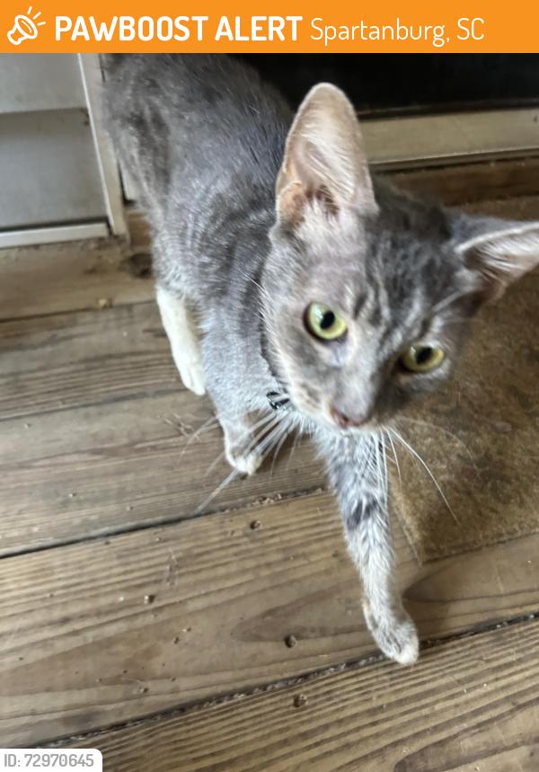 Found/Stray Unknown Cat last seen Reidville Rd Food Lion, Spartanburg, SC 29301