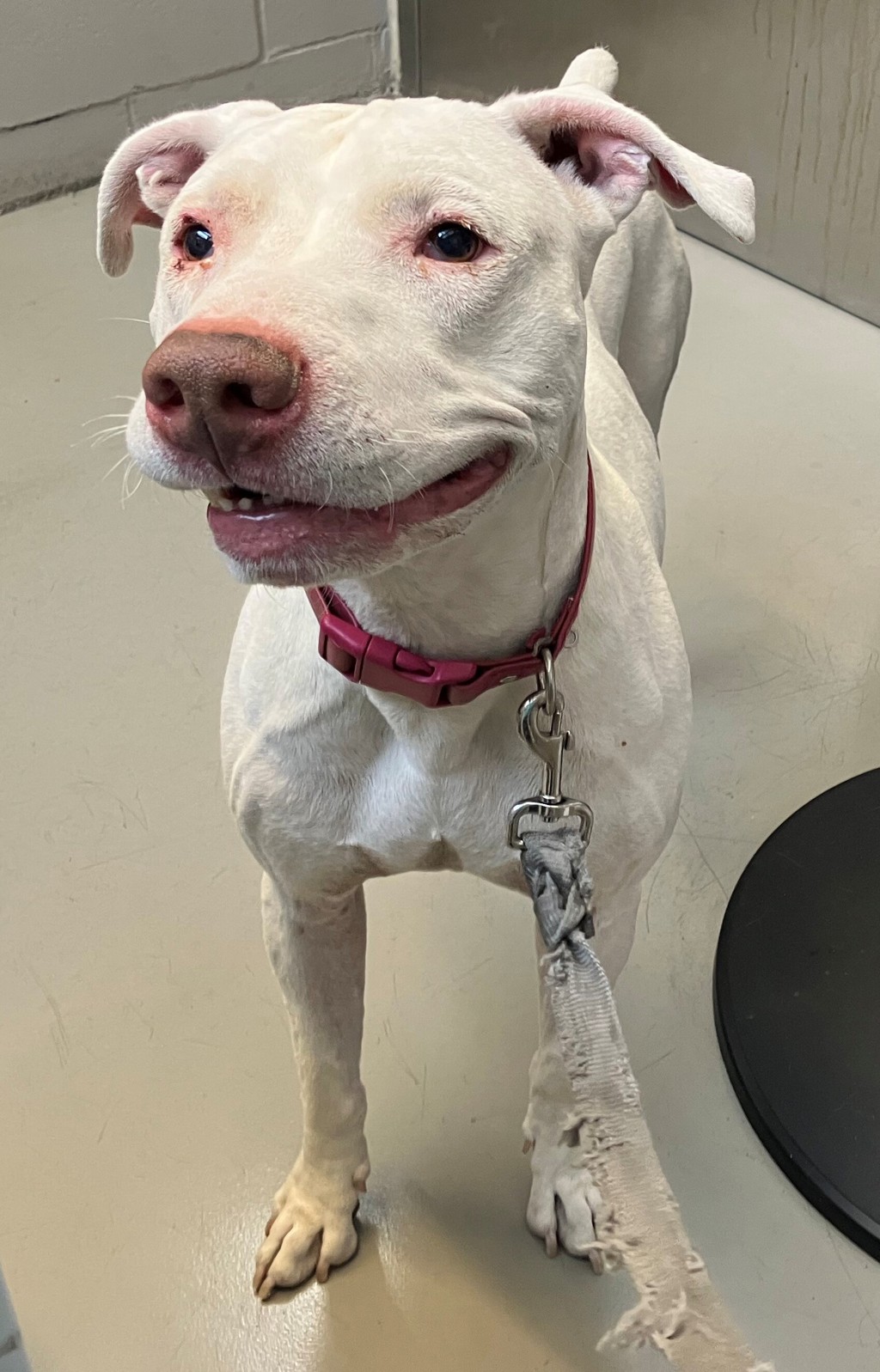 Shelter Stray Male Dog last seen Grandview Avenue, STATEN ISLAND, NY, 10303, Staten Island, NY 10309